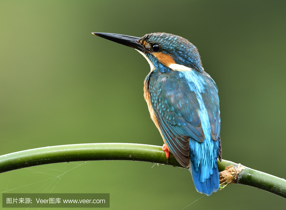 美丽的蓝鸟,常见的翠鸟(翠鸟属atthis)栖息在绿