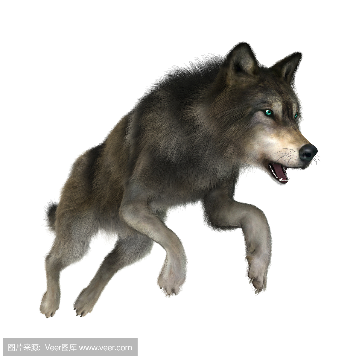 嚎叫,吠叫,咆哮的,吠的