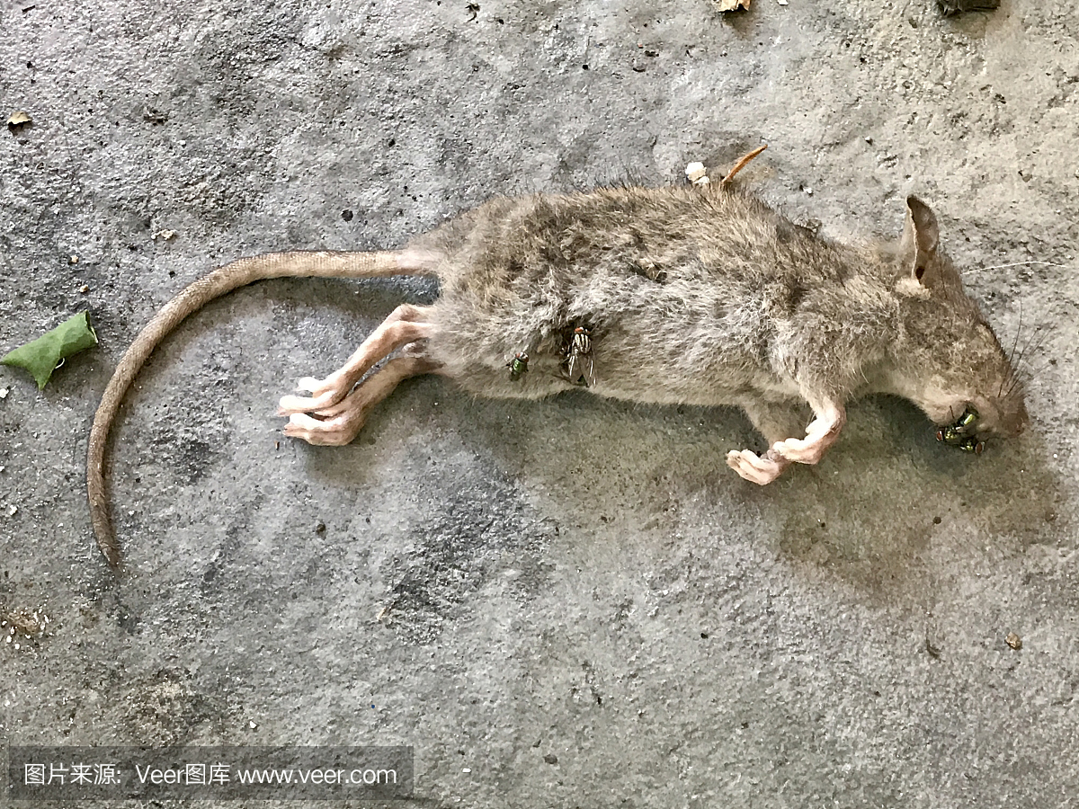 死老鼠躺在人行道上