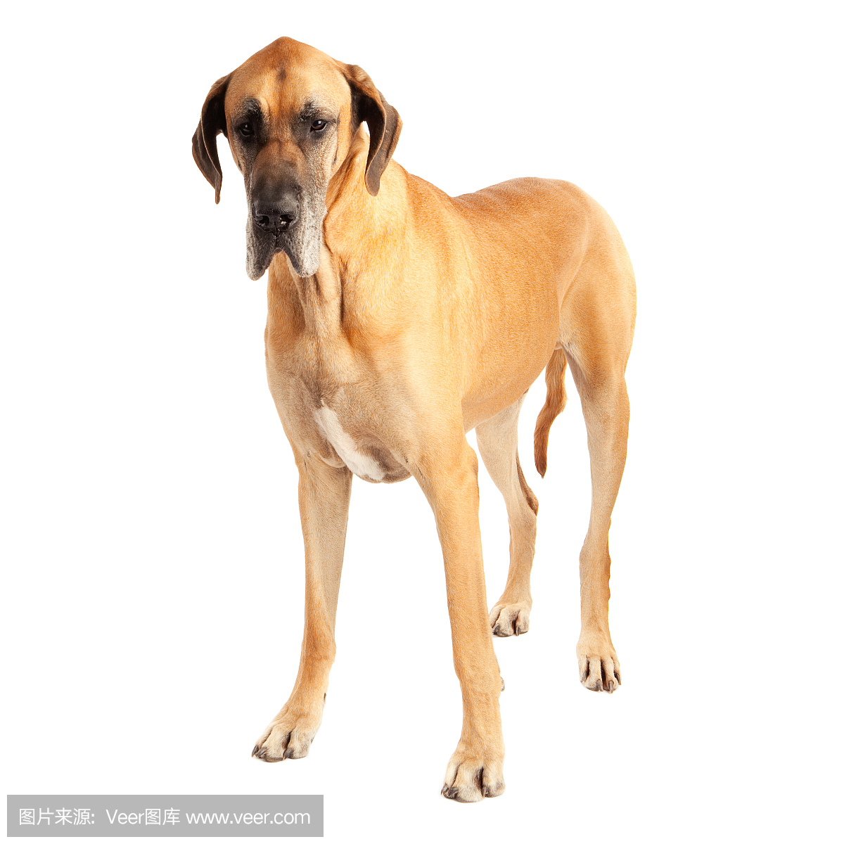 丹麦郡,丹麦人郡,戴恩军,戴恩县