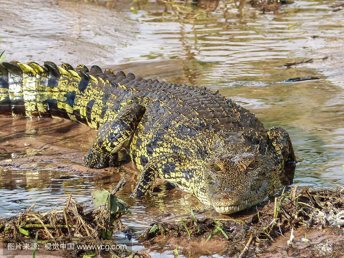 尼罗鳄,尼禄鳄,博茨瓦纳,野外动物