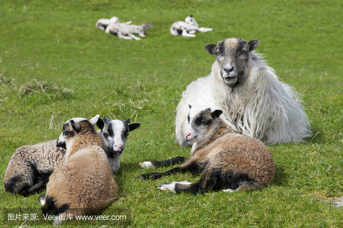 老挪威羊品种的母羊和羔羊