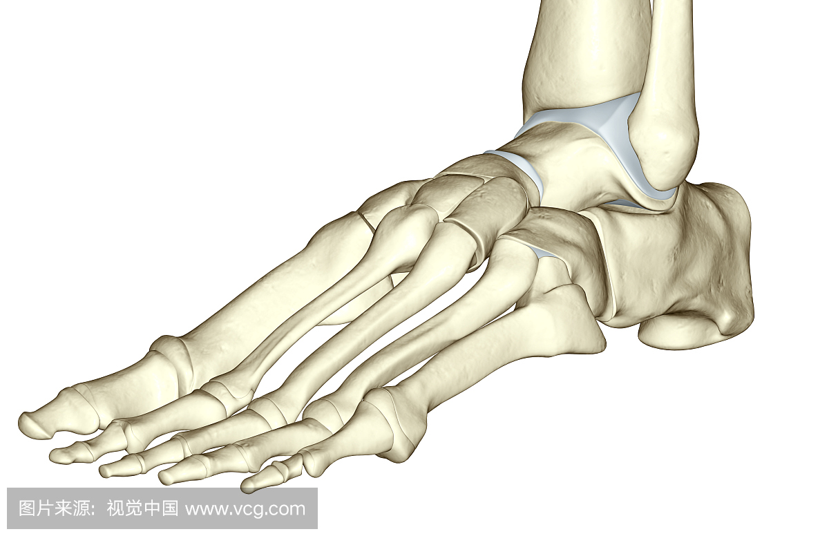 脚上的骨头名称_脚骨头结构图_微信公众号文章