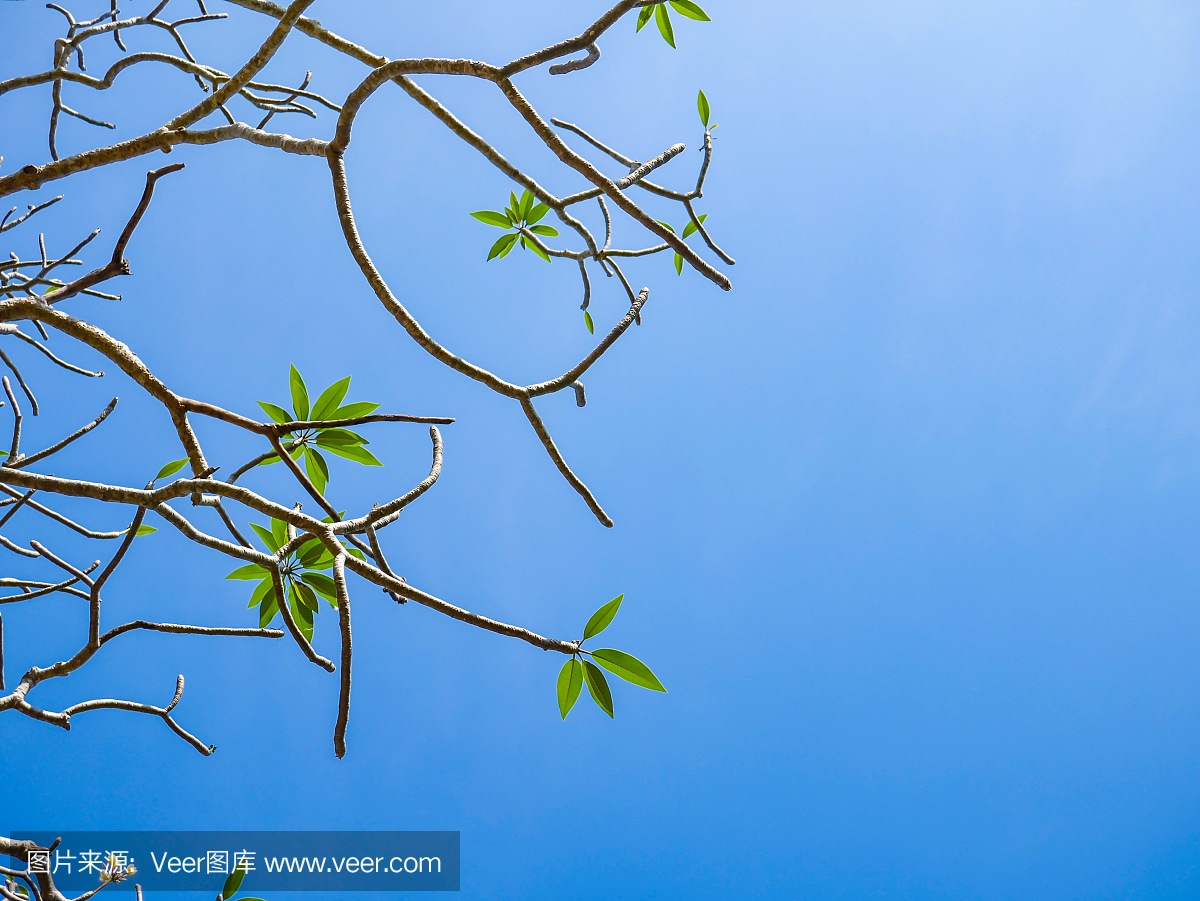 新鲜的绿色叶子树反对蓝蓝的天空