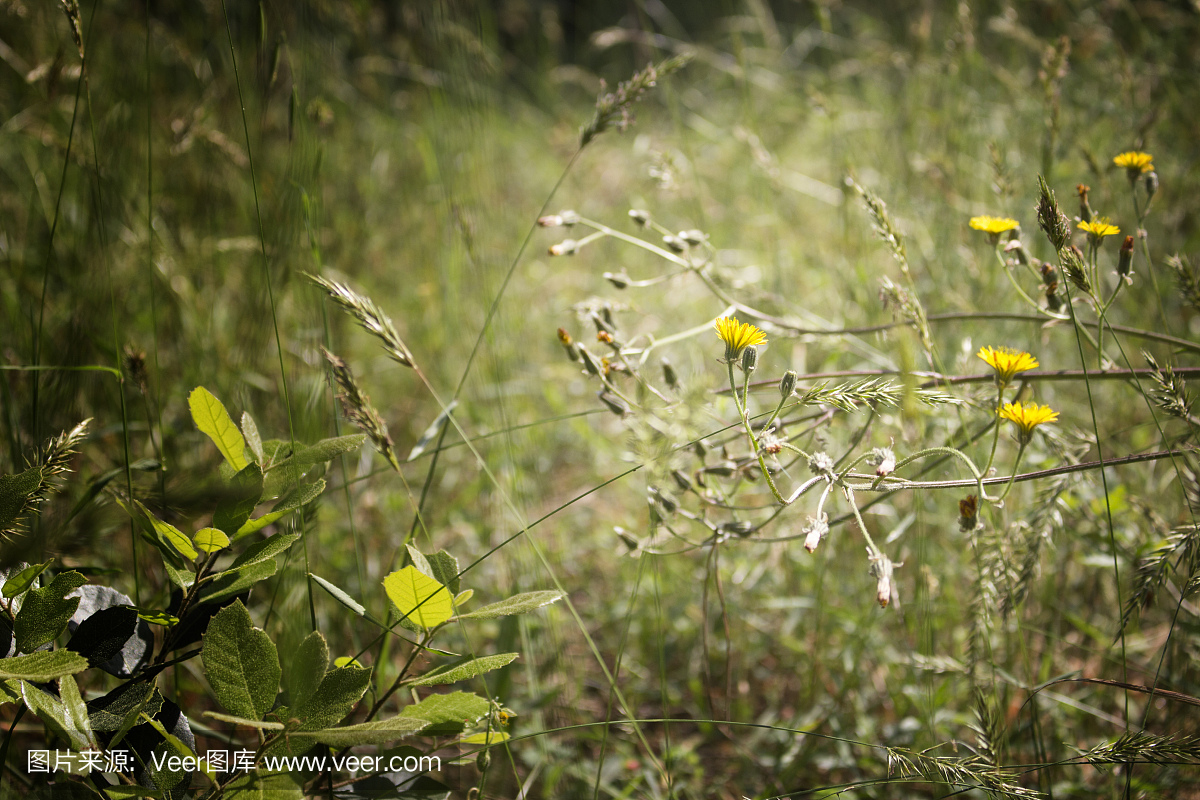 蒲公英在松树林森林附近玛丽娜罗马