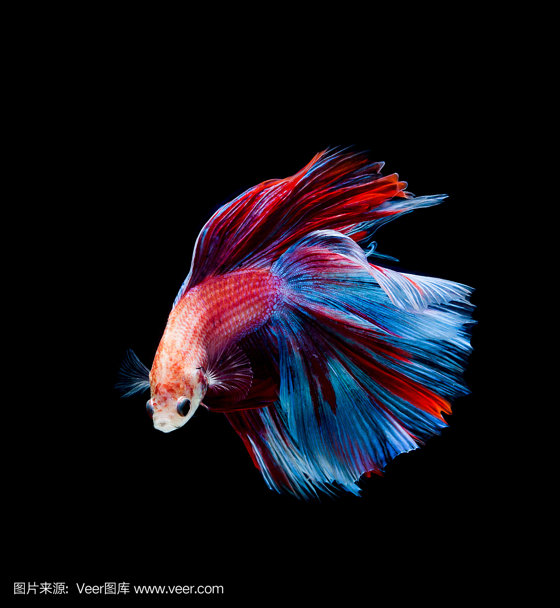 斗鱼鱼暹罗斗鱼孤立在黑色背景上的betta sple dens