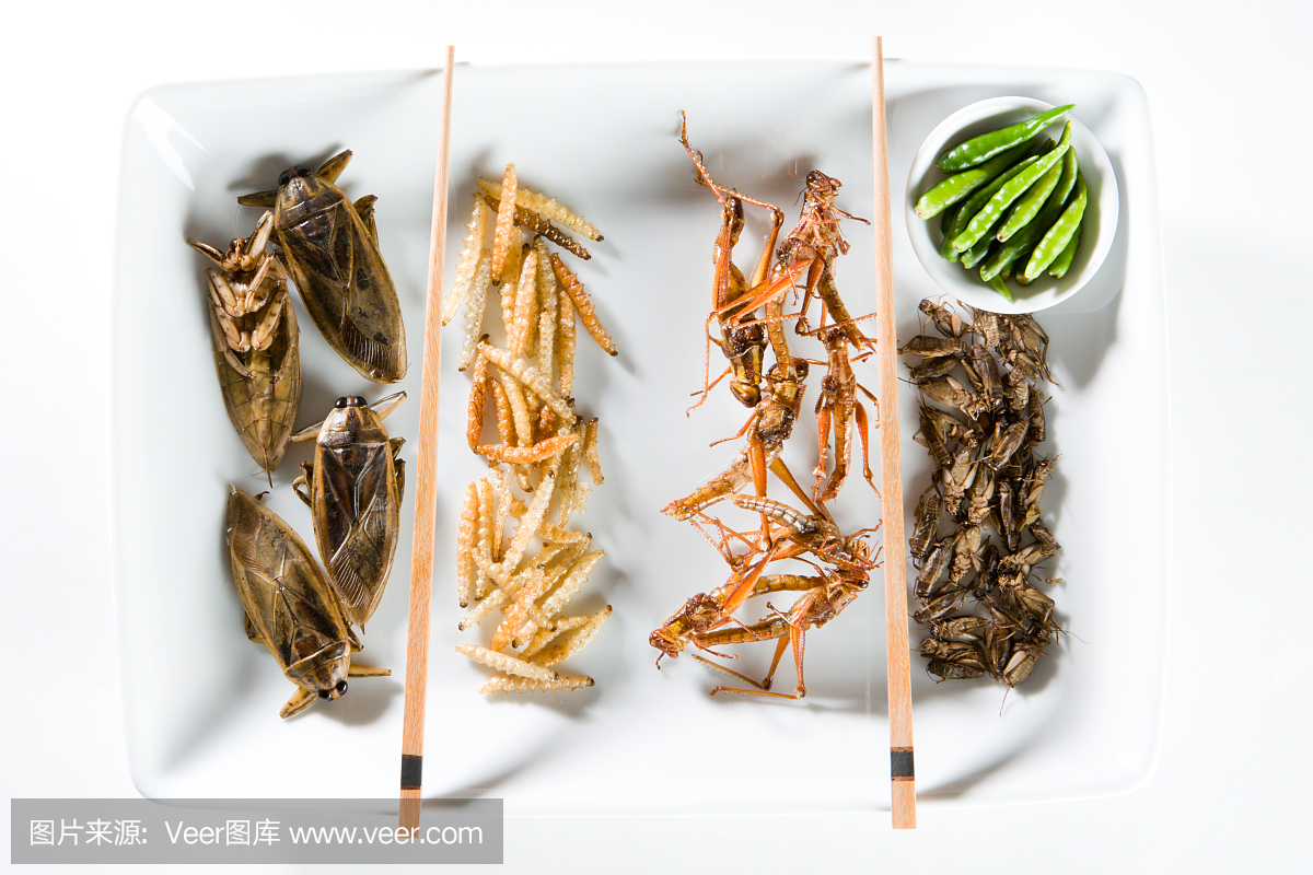 昆虫,昆虫纲,虫,Water Bug