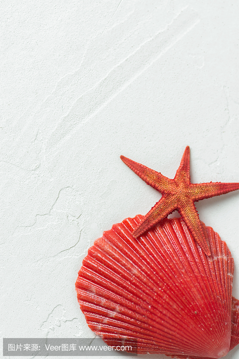 在白色石背景的红色平的半圈海壳星鱼。社会媒