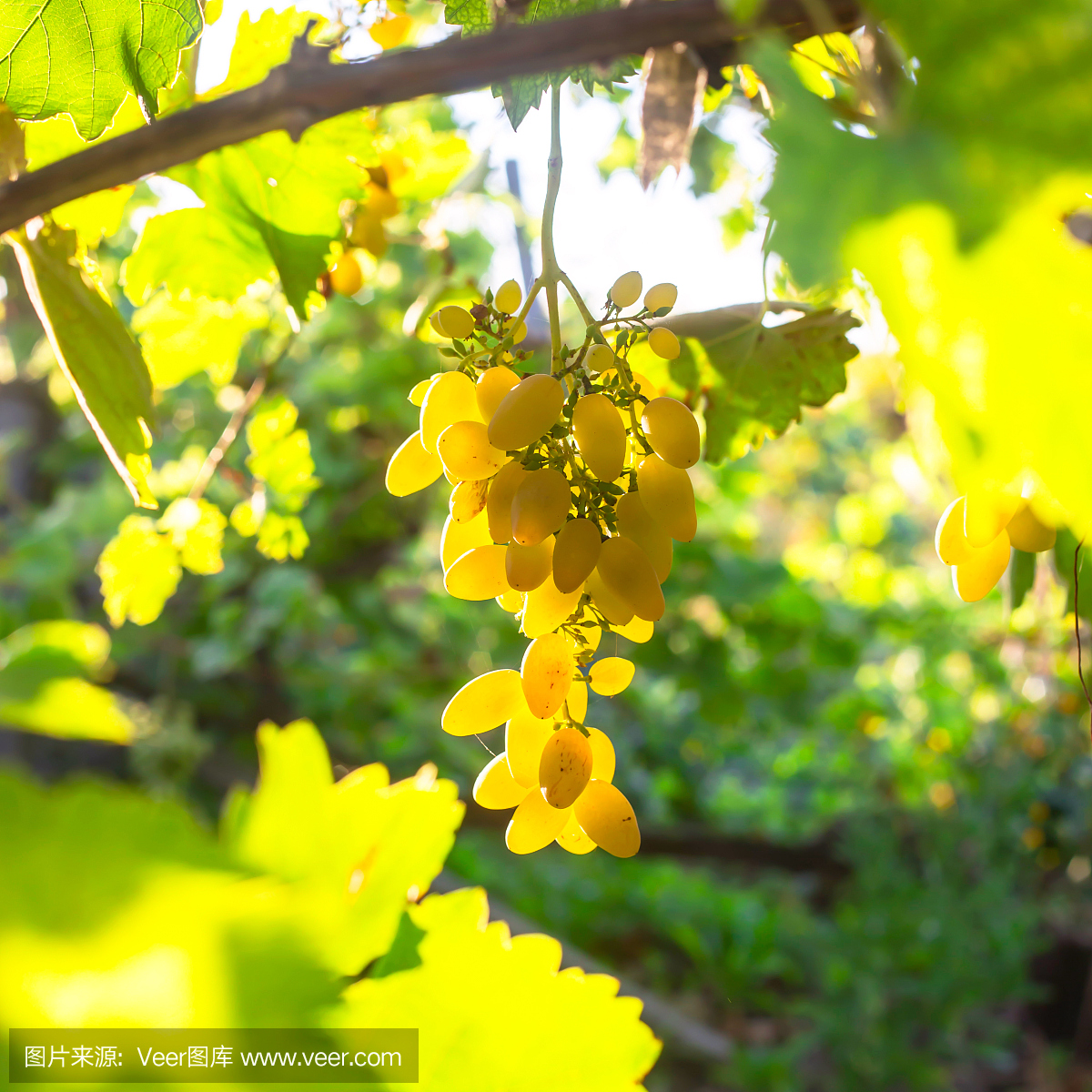 葡萄酒,生长,家庭生活,夏天