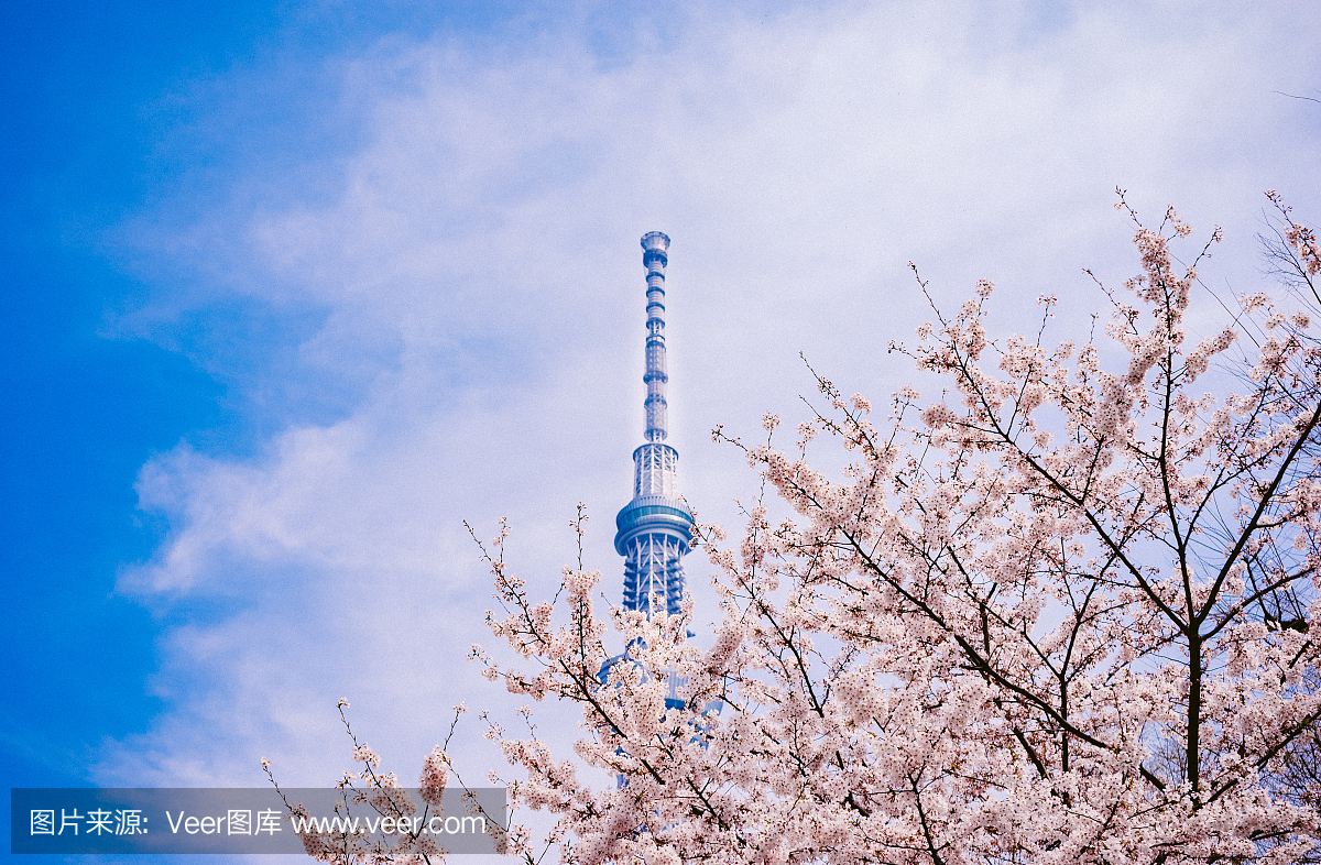 在东京的电视塔的背景上的樱花树