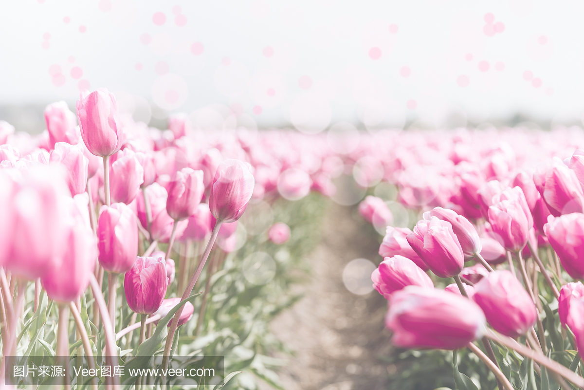 郁金香在荷兰领域