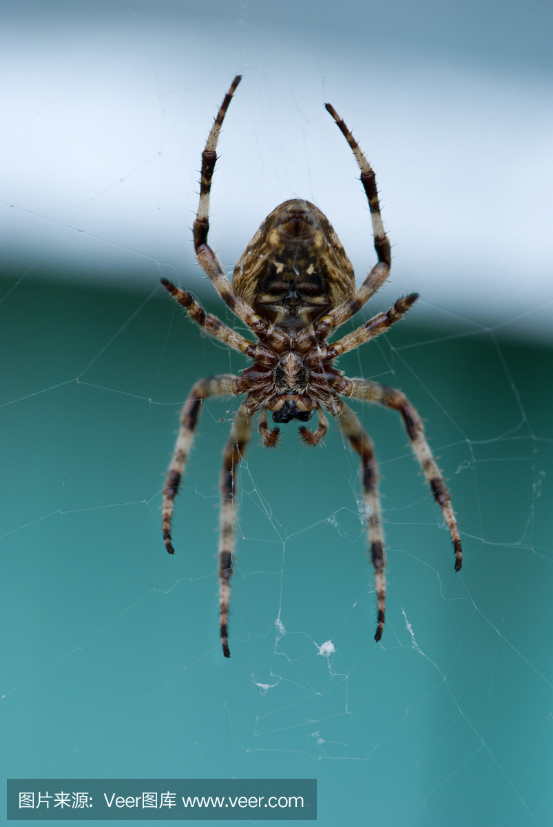 大蜘蛛在网上在院子里的特写镜头