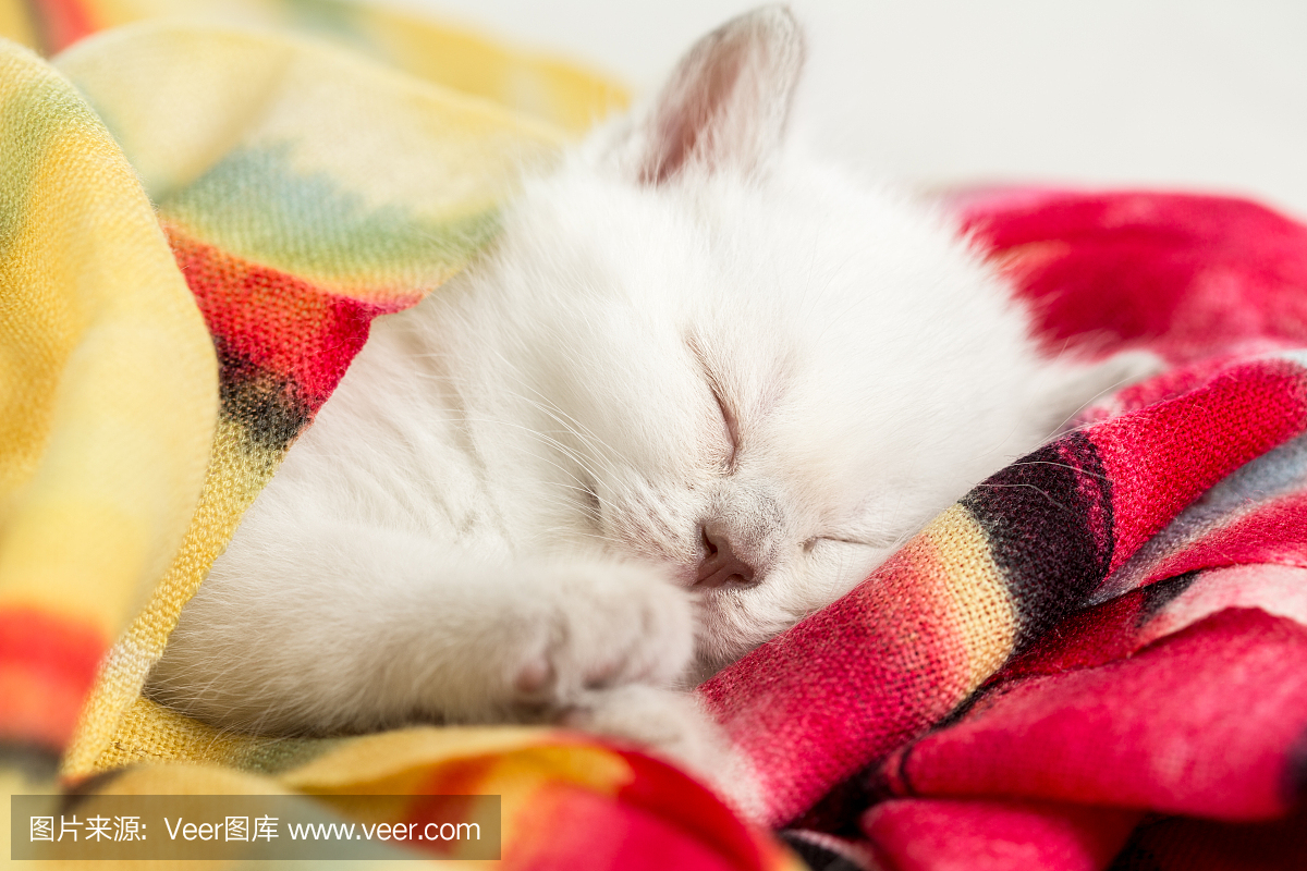 睡在英国的小猫在羊毛围巾