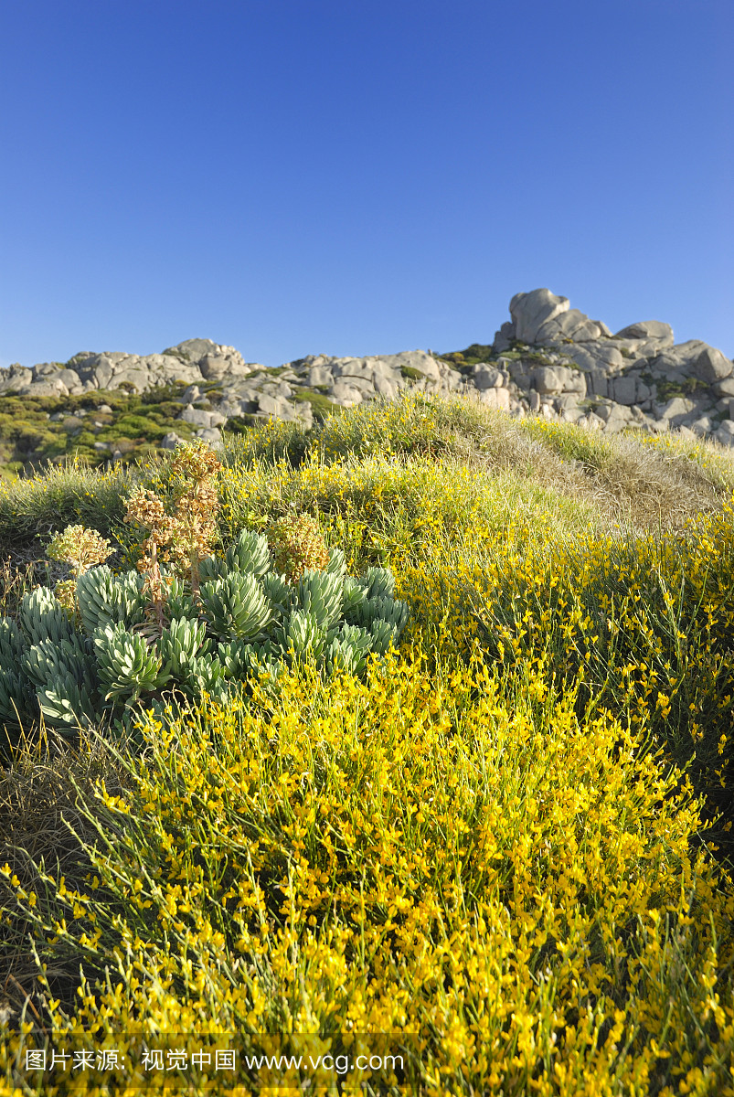 开花的地中海沿岸植被与开花的笤帚灌木和Sp