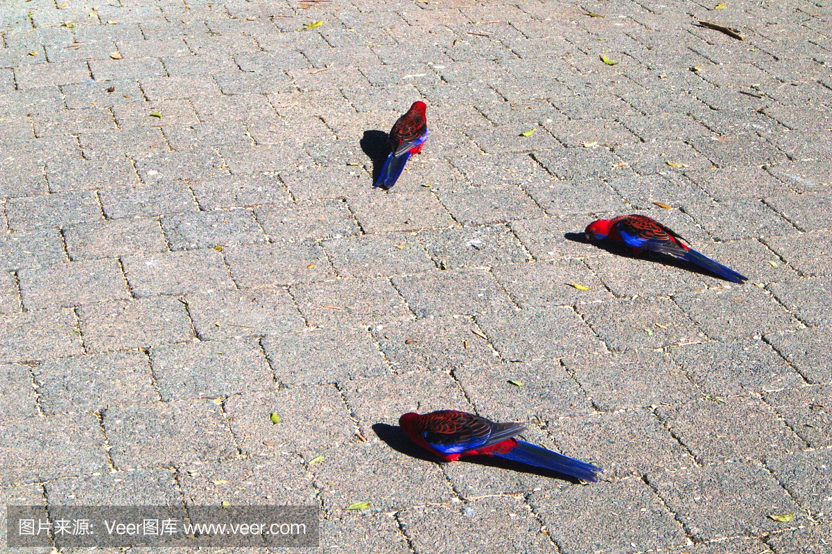红草鹦鹉,红玫瑰鹦鹉,鸟鸣声,鸟叫声