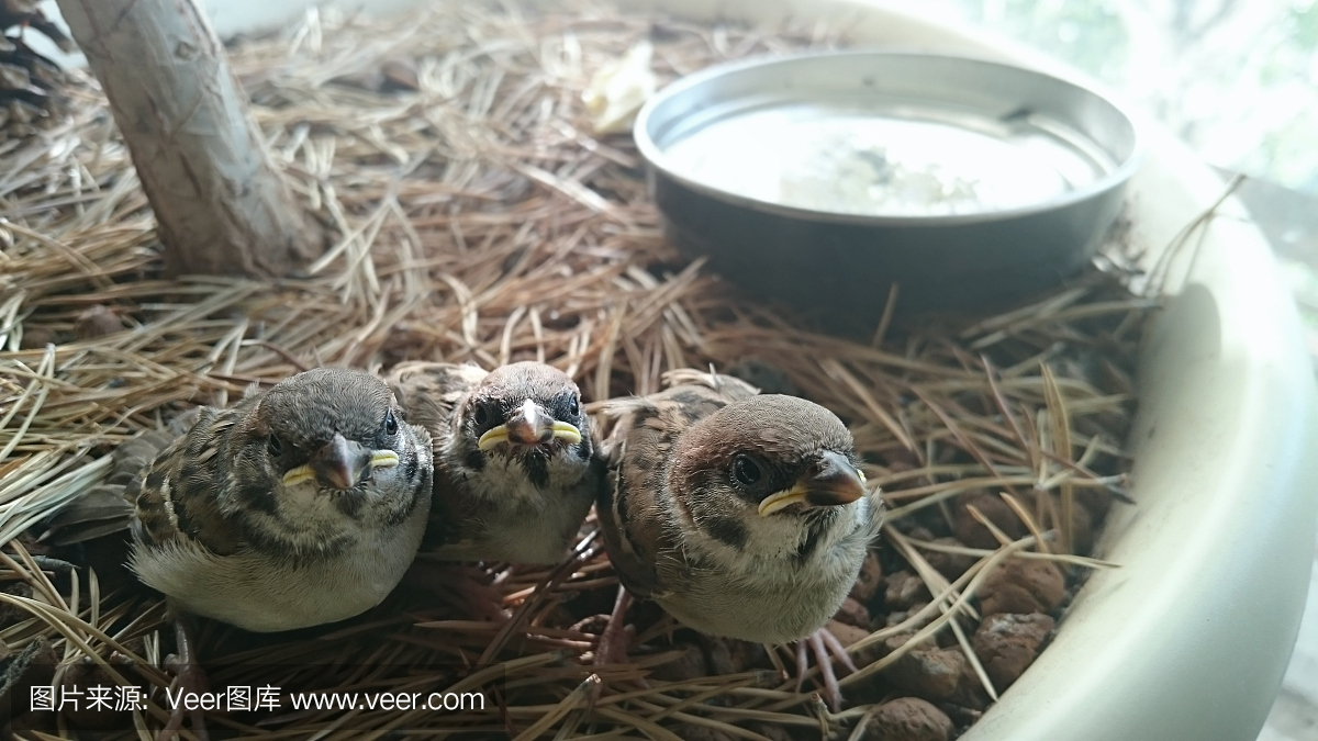 麻雀,雀,巫鸟,水平画幅