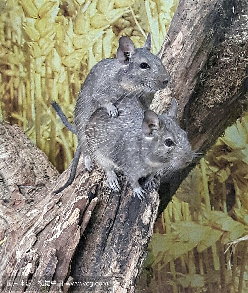 动物主题,雄性动物,野外动物,户外