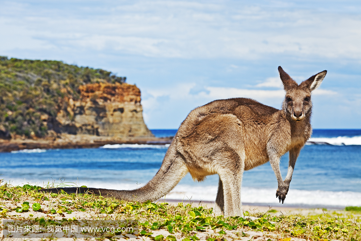 澳大利亚,澳洲,澳大利亚风景,澳大利亚国