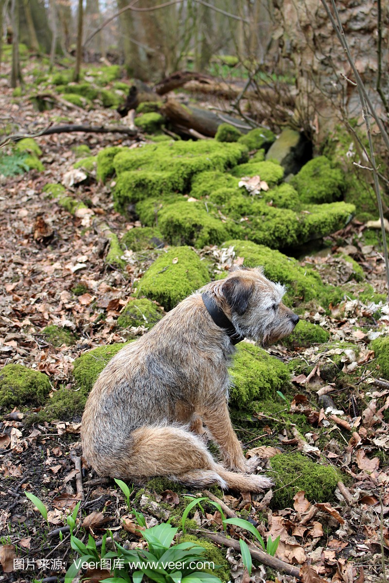 女性边境梗看通过林地,穿着狩猎衣领