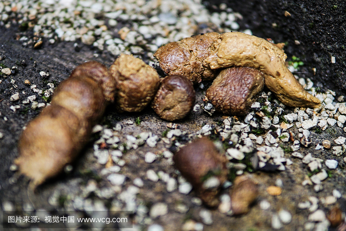 Close-Up Of Poop On Ground