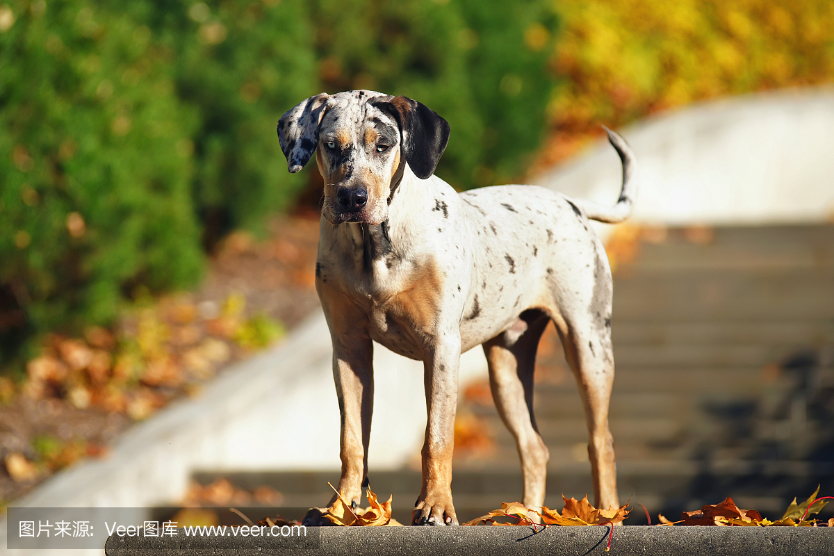 路易斯安那州Catahoula豹子狗构成在秋天公园