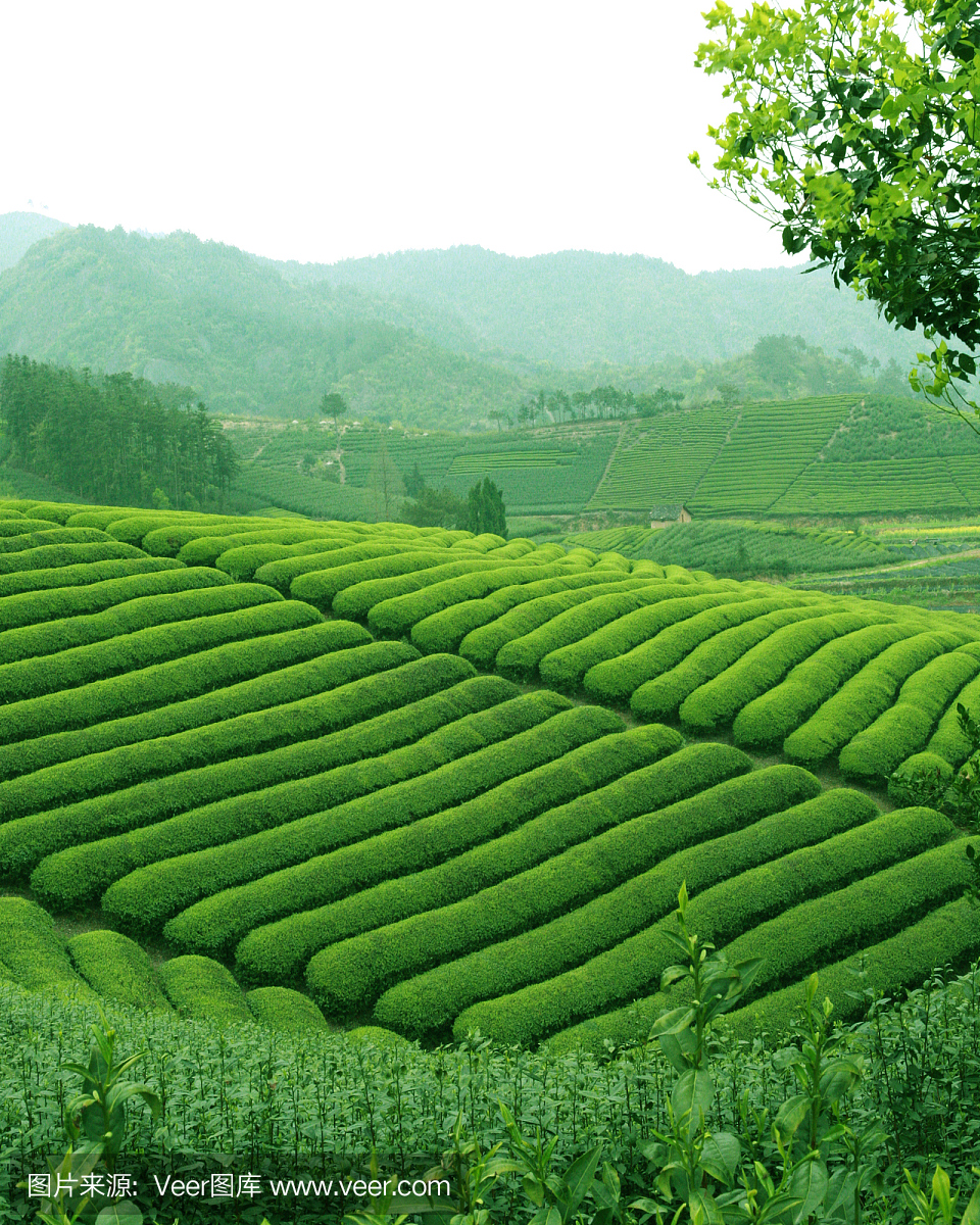 IM電競1茶與茶道最美綠茶帶你意會中邦茶文明的傳承