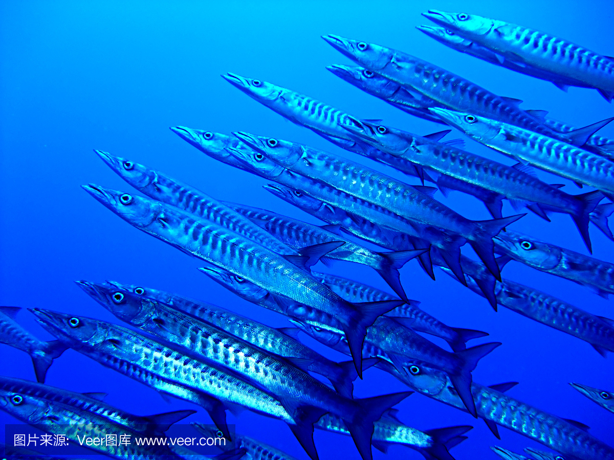 黑鳍梭鱼,黑杖鱼,康氏黑马鲛,大梭鱼