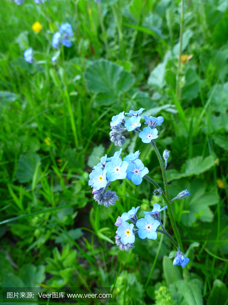 忘记我(Myosotis sylvatica)花本质上