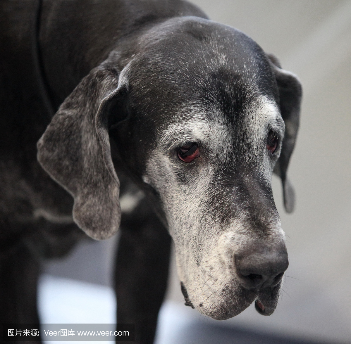 丹麦郡,戴恩县,戴恩军,丹麦人郡