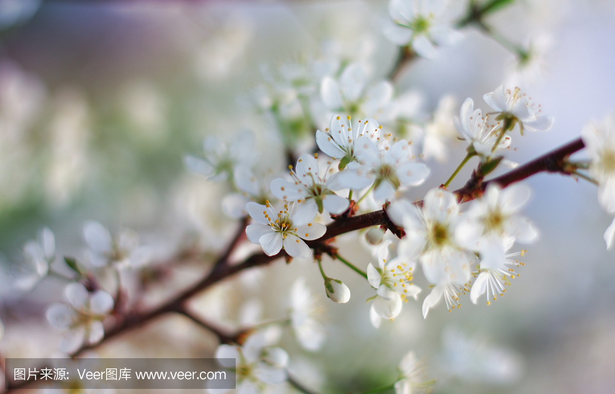 雪利,雪利酒,天空,美