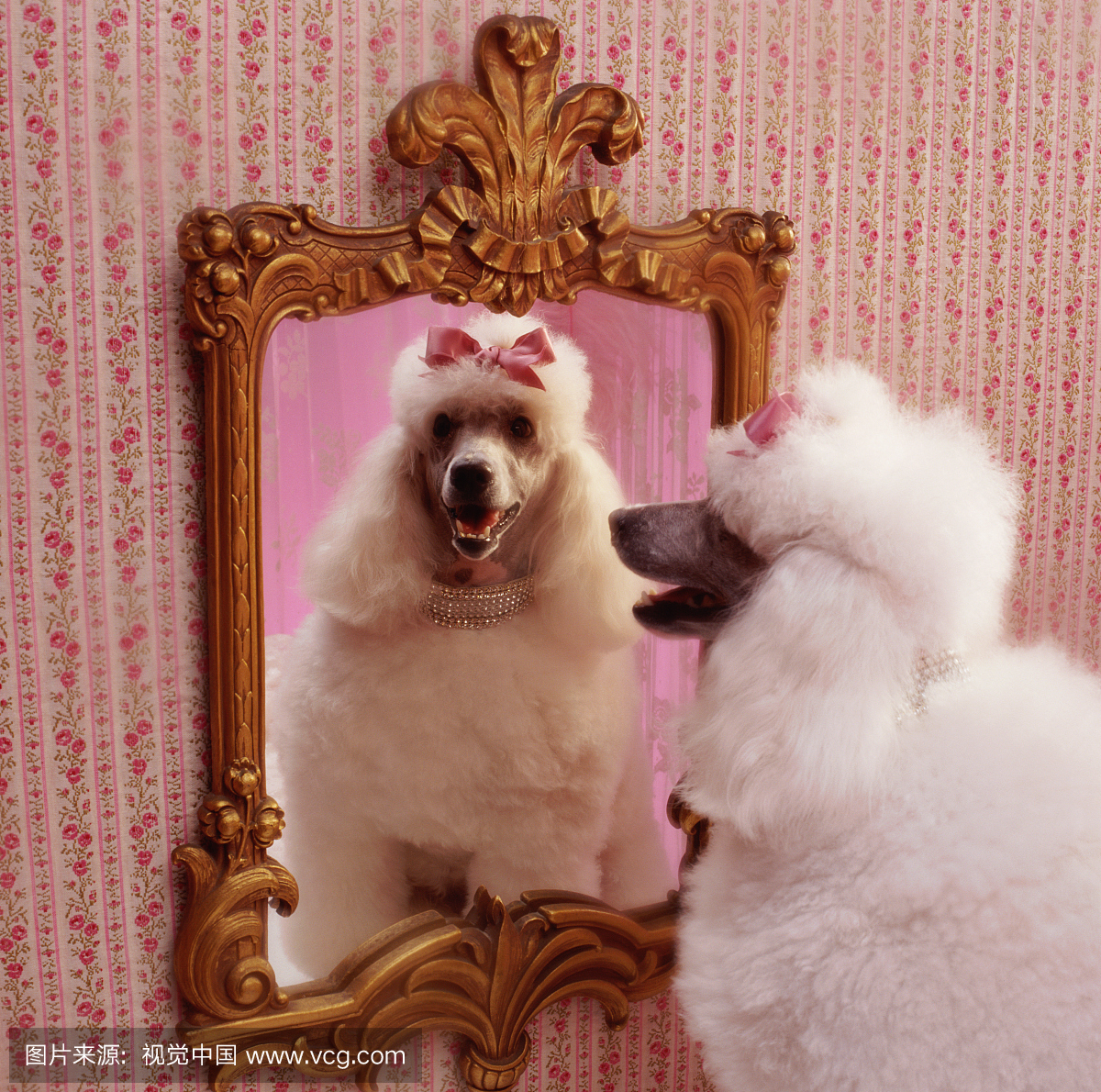 白色的狮子狗与反射在粉红色更衣室的镜子