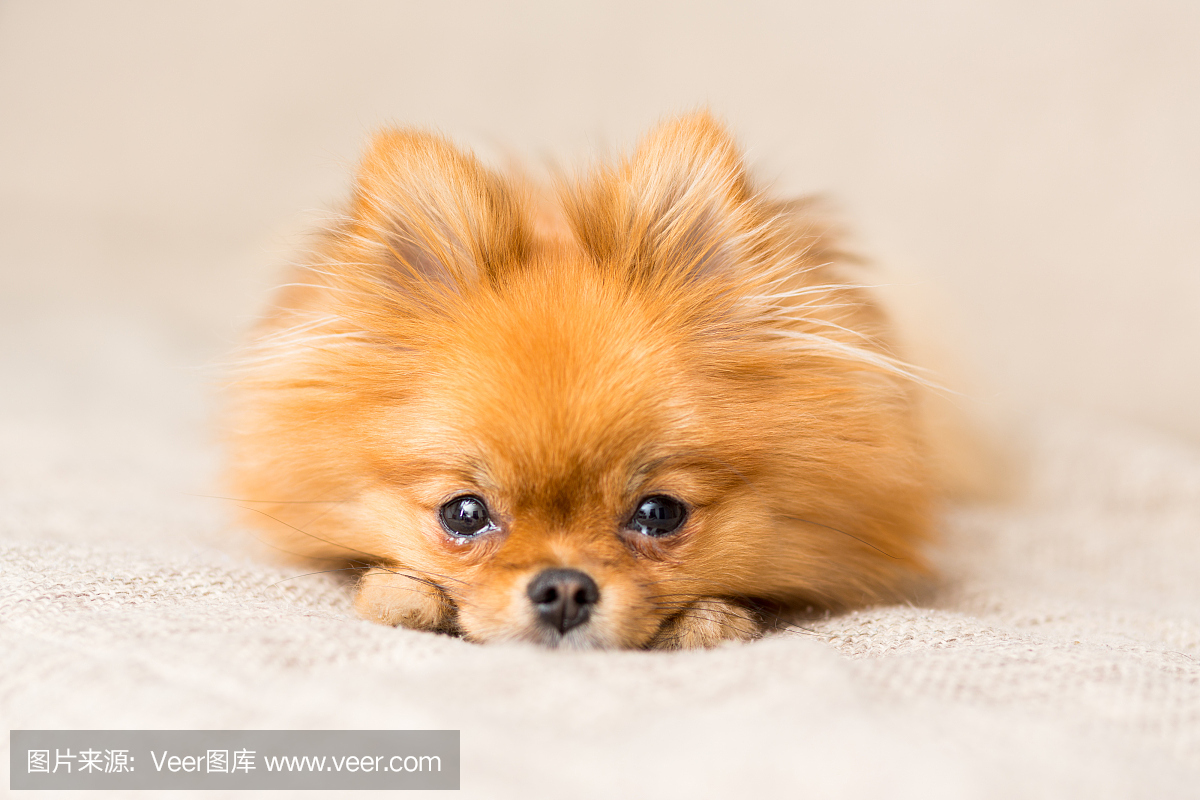 博美犬品种的小型狗躺在沙发上