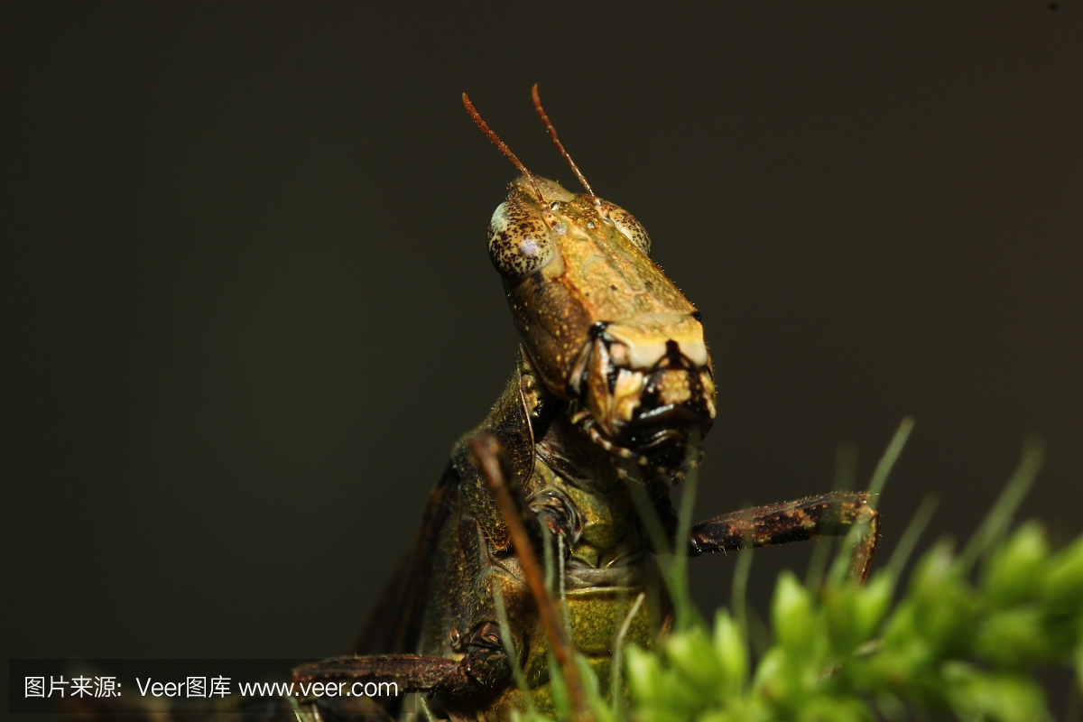 雪花石膏,条纹大理石石膏色,英文字母A,A字母