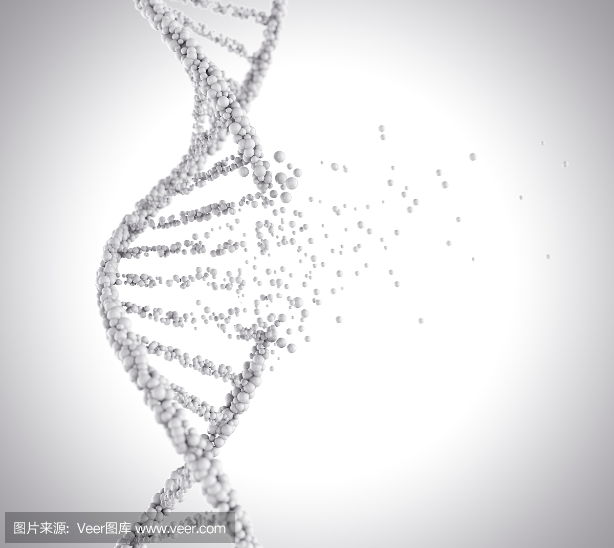 人体胶原蛋白,胶原,胶原蛋白,细胞核