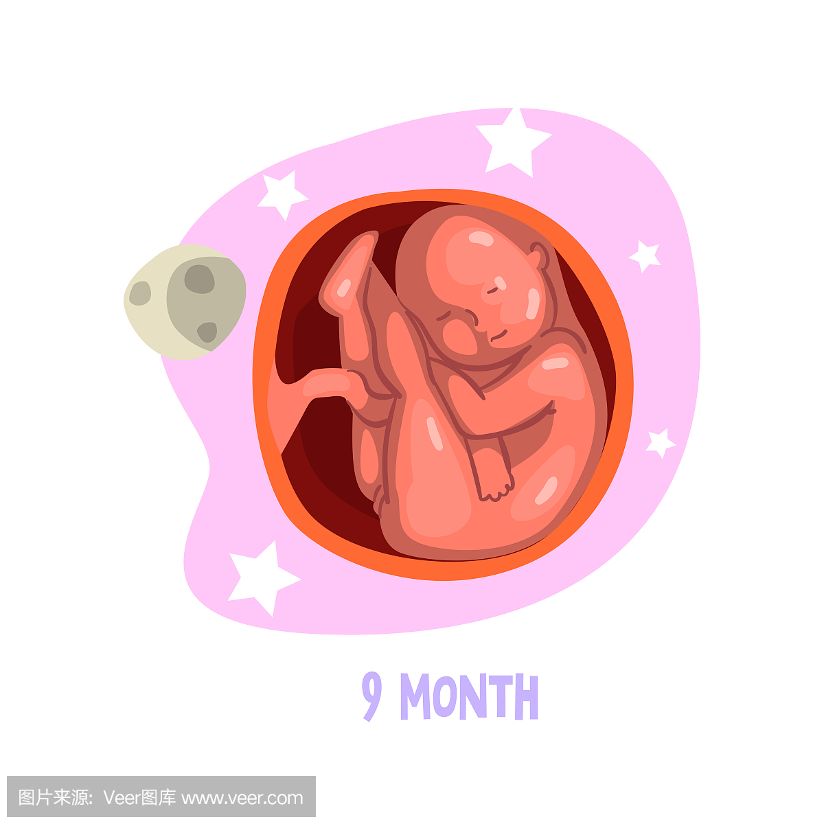 在子宫子宫内的婴儿生长。胎儿发育过程。矢量