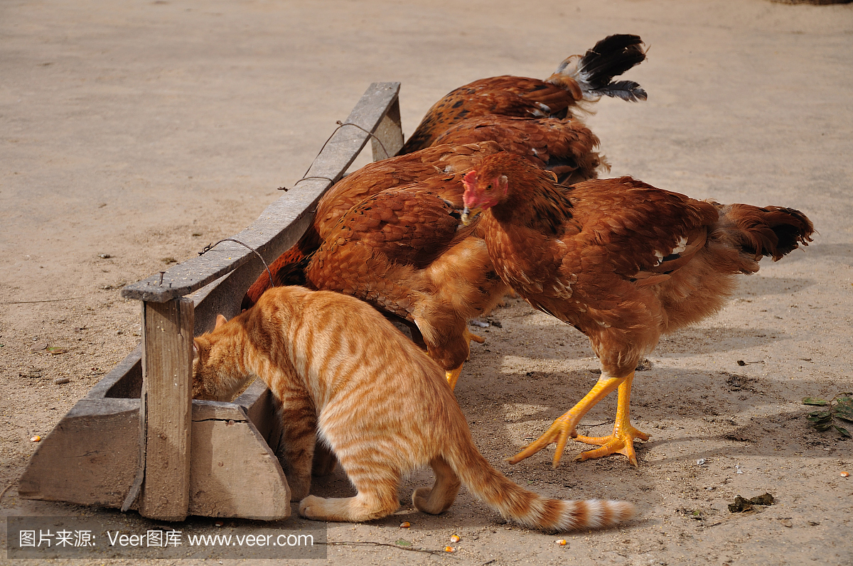 水平画幅,无人,家禽,鸟类