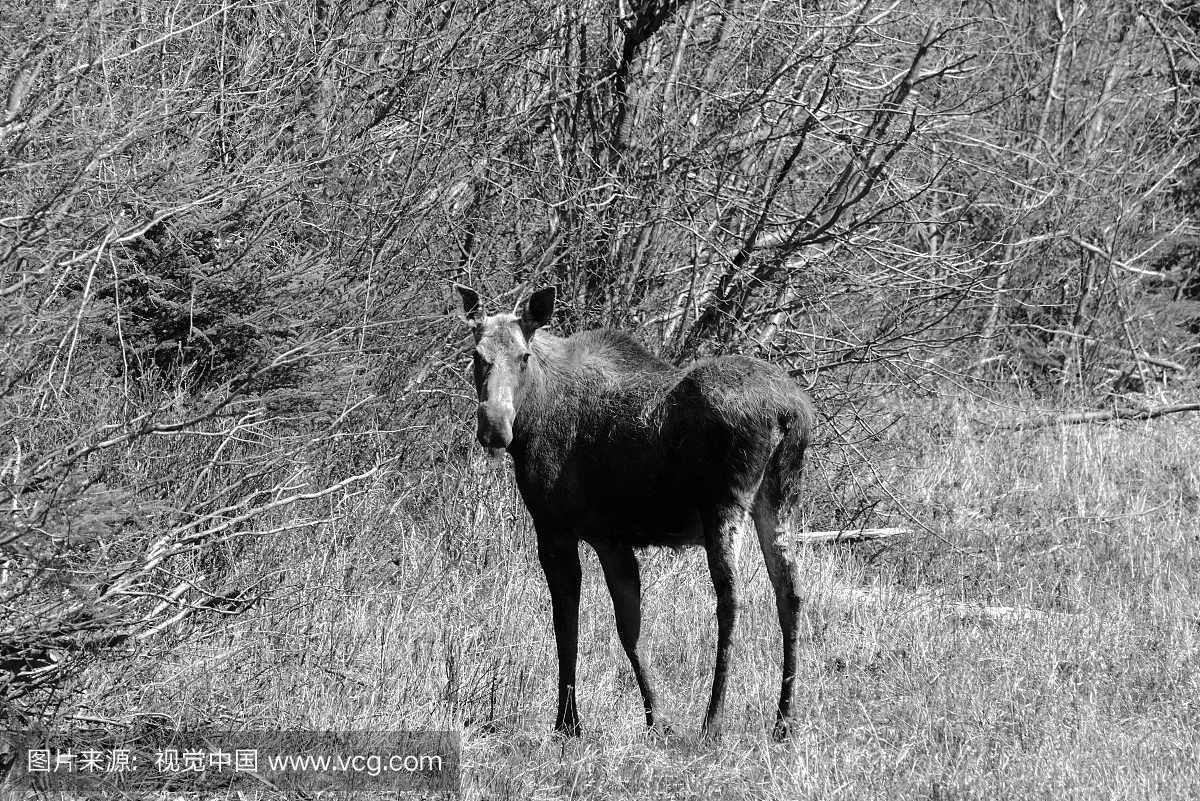 牛驼鹿(Alces Alces),北落基山脉省立公园,阿拉