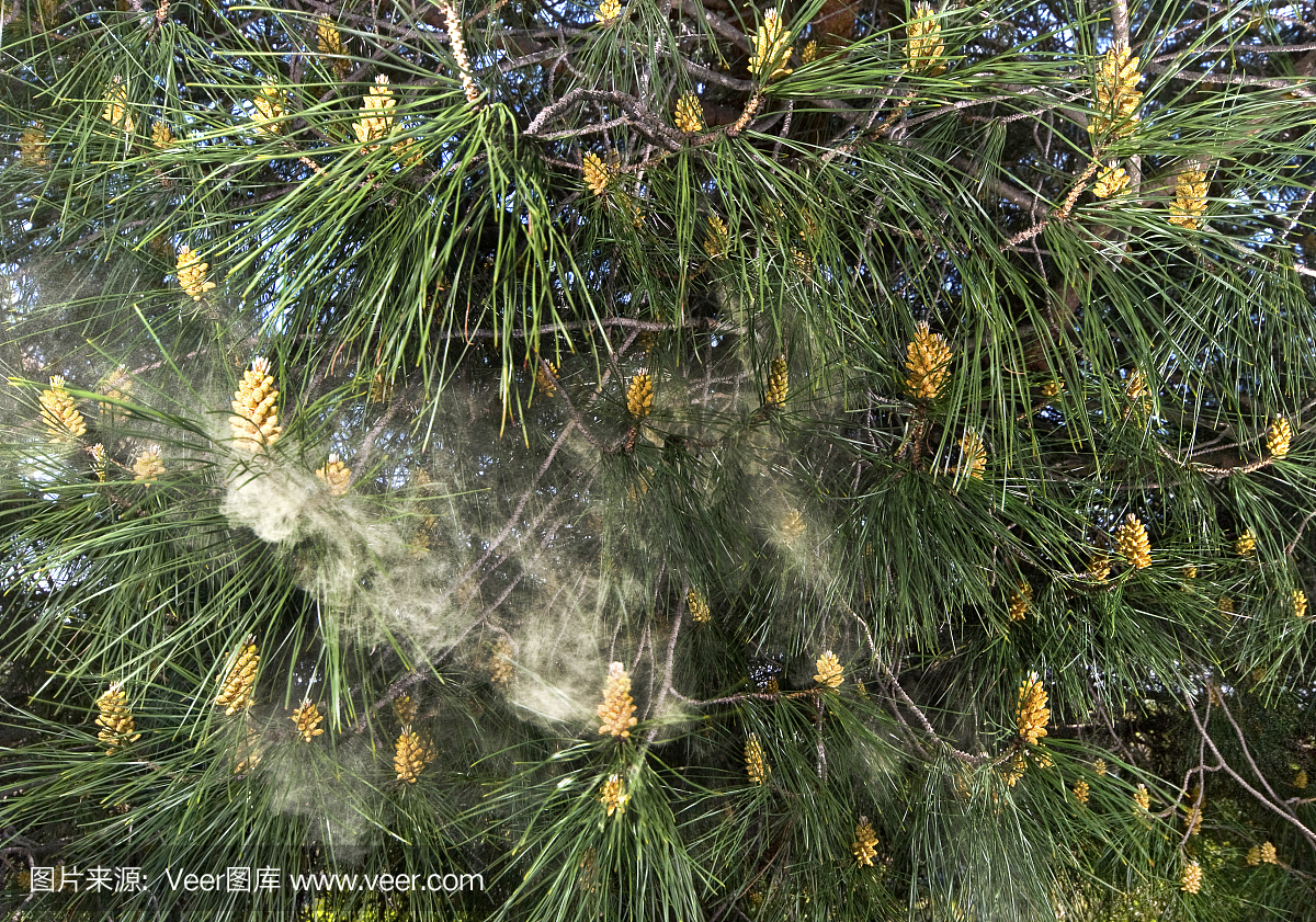 枯草热,干草热,花粉热,花粉过敏症