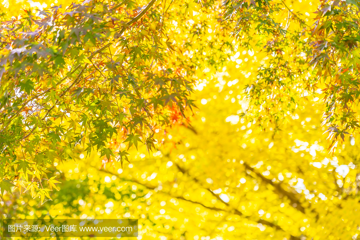 自然,黄色,红色,十月