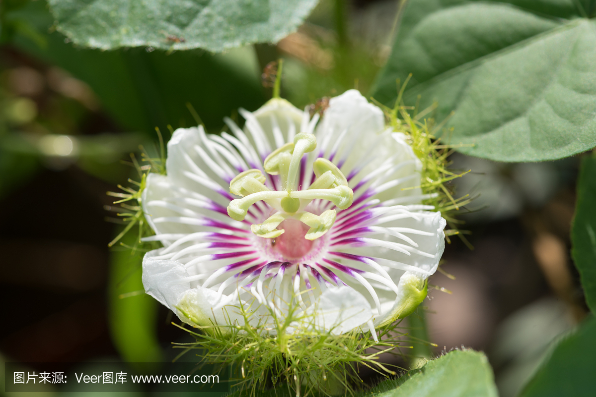 辣椒西番莲,西番莲红辣椒,臭西葫芦