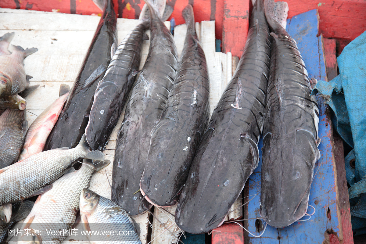 亚马逊鲶鱼之王: 鱼类中的撒旦, 吞食食人鱼在内 600432 - 38kb