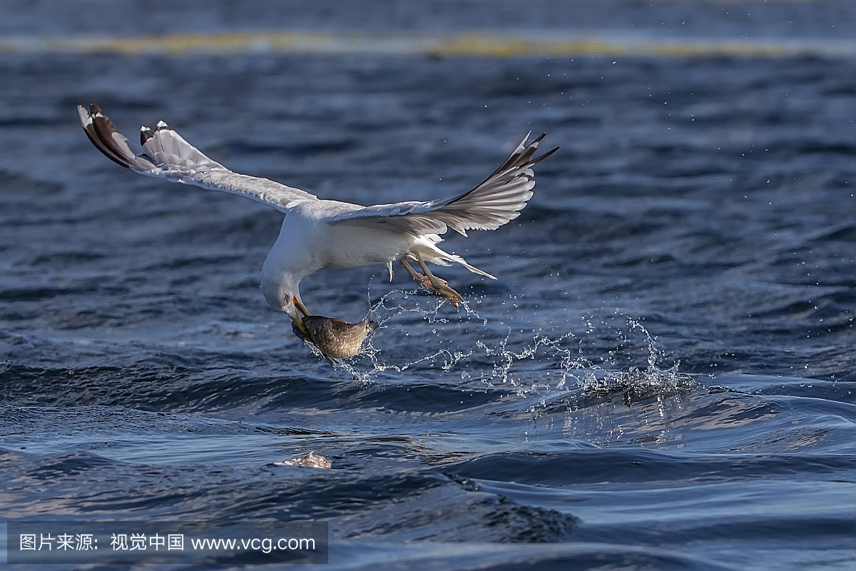 Close-Up Of Seagull Foraging In Sea