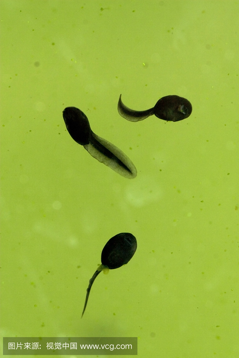 Tadpoles in the pond of nature organization Na