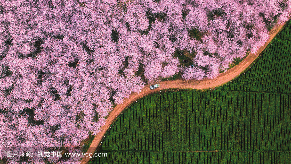 航拍花海 航拍樱花 航拍茶园