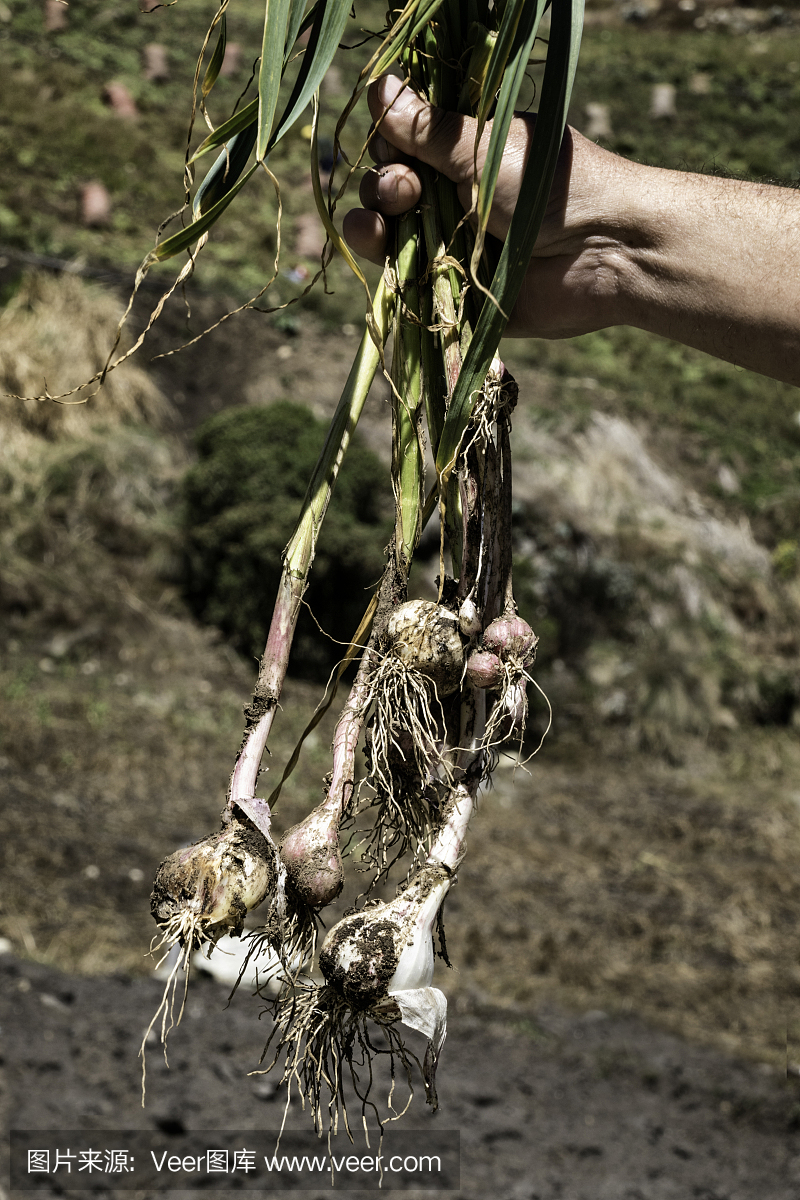 特写的农民的手种植大蒜在加维迪亚丘陵,梅里