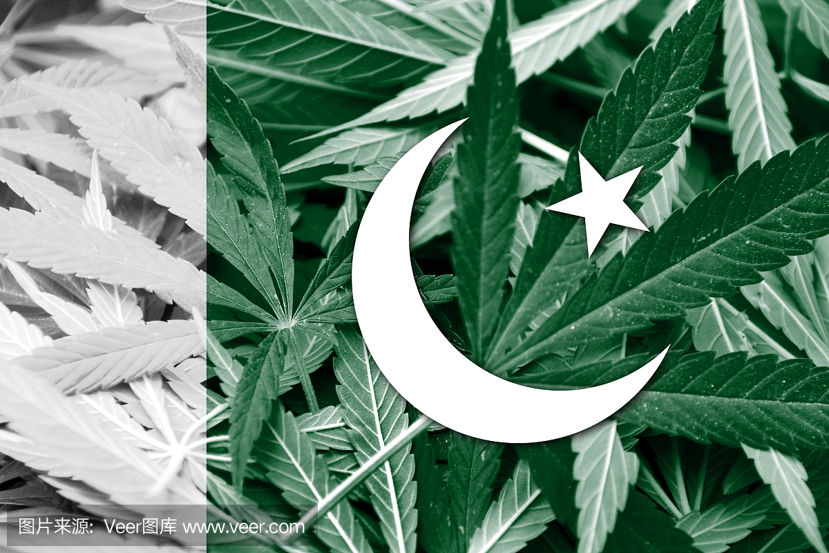 巴基斯坦国旗在大麻背景。药物政策。大麻合法