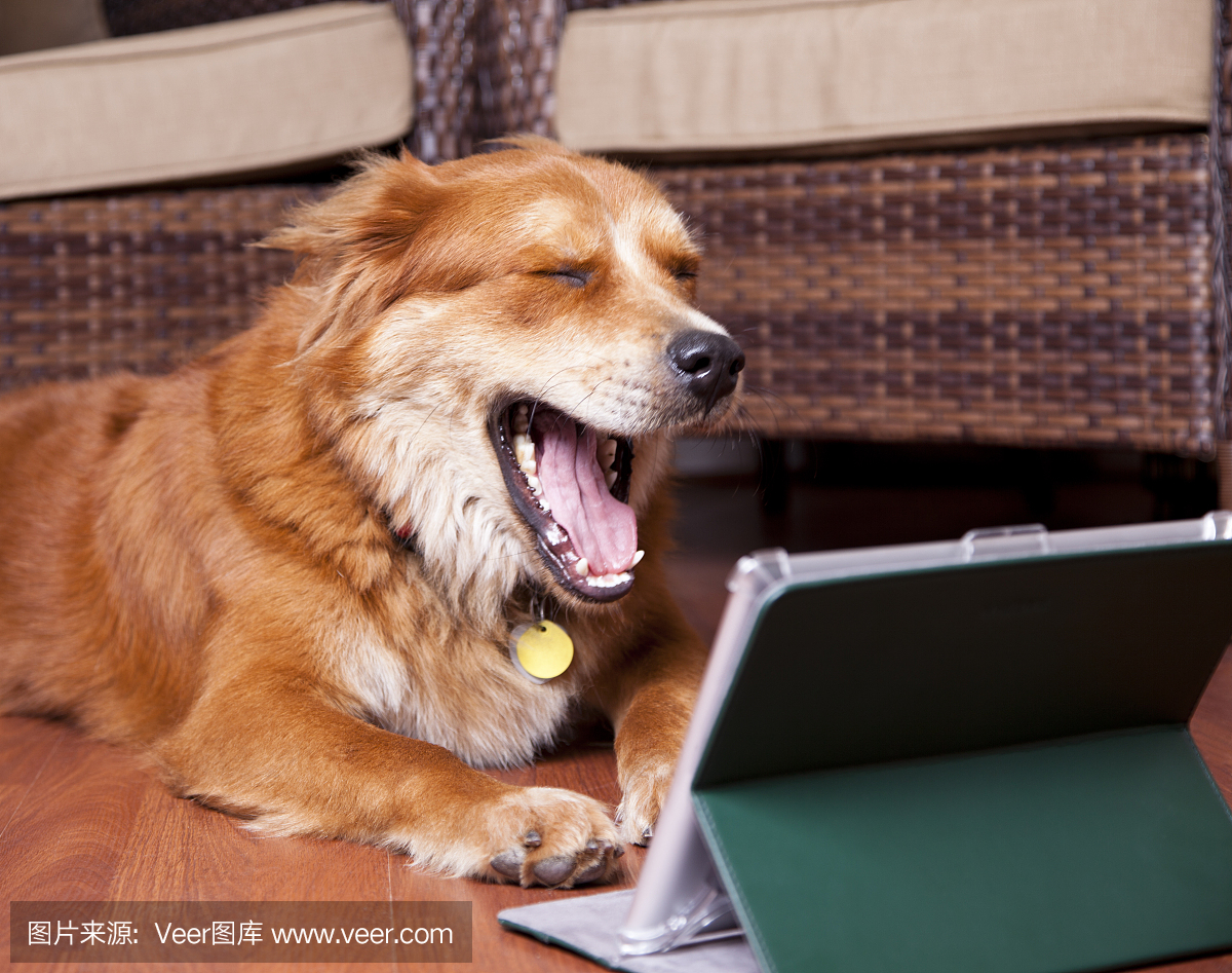 金毛狗笑数字平板电脑。移动设备,在线,技术。