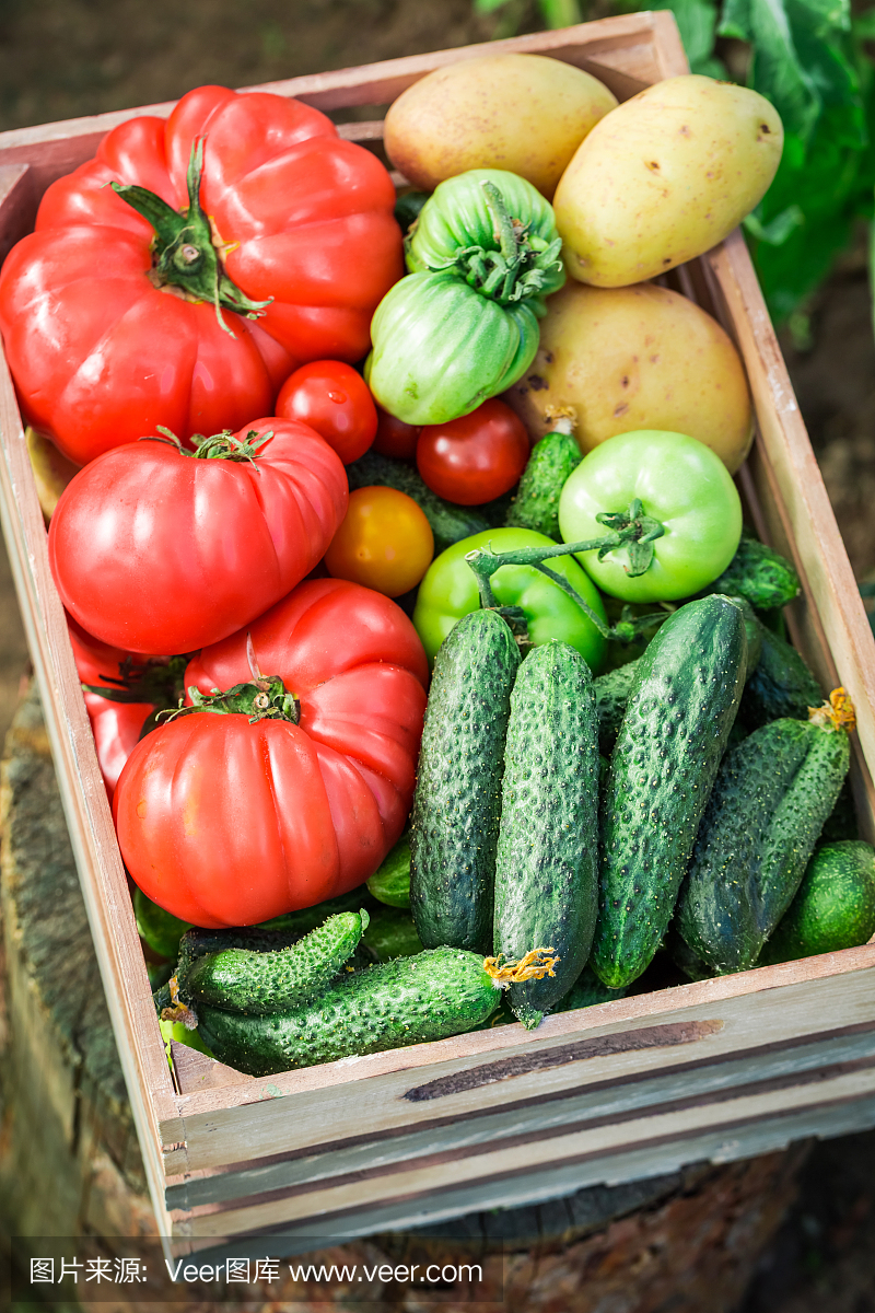 健康的蕃茄和黄瓜在温室