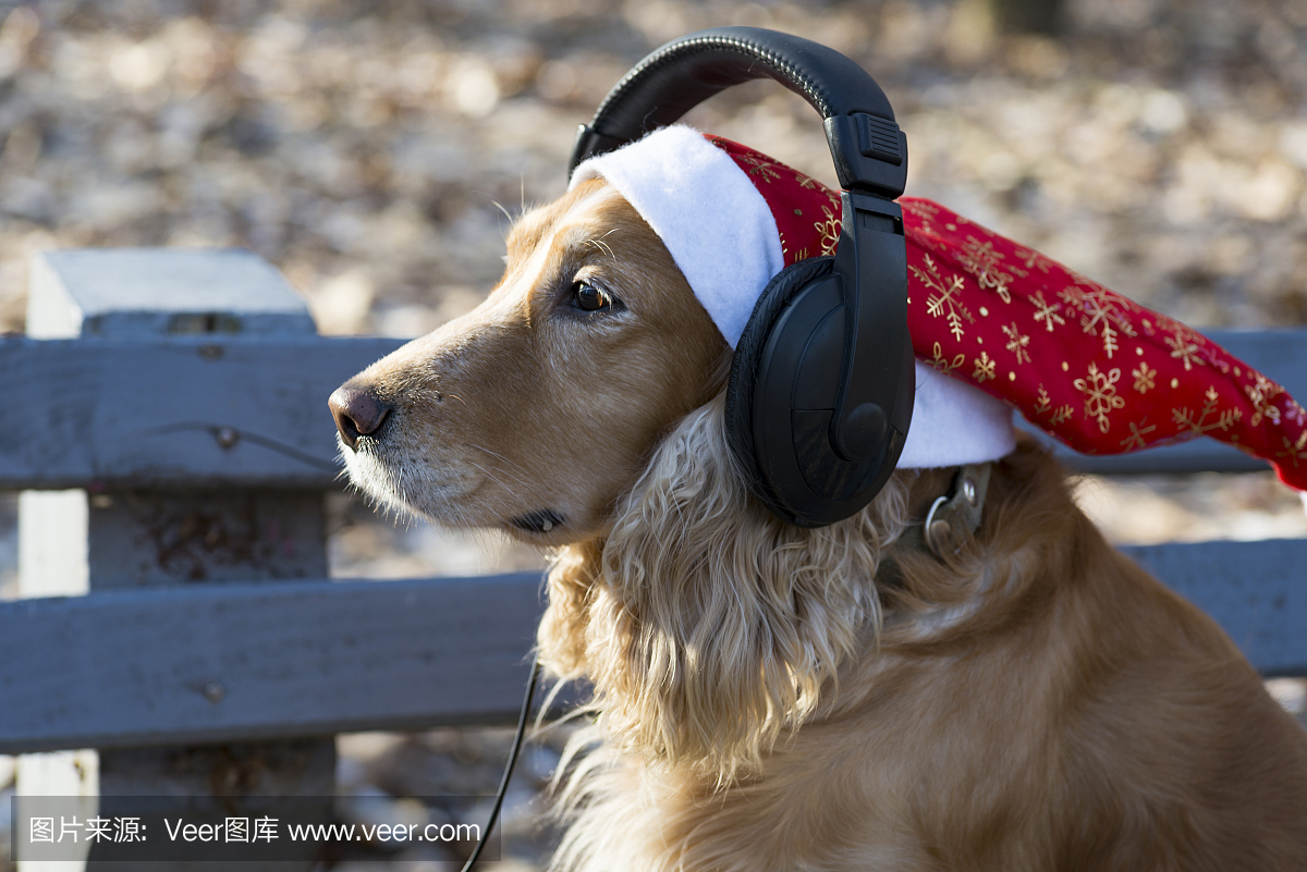 圣诞老人帽子里的一只狗听音乐