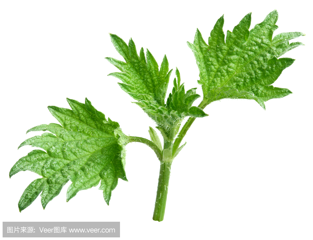 荨麻叶在白色背景上。
